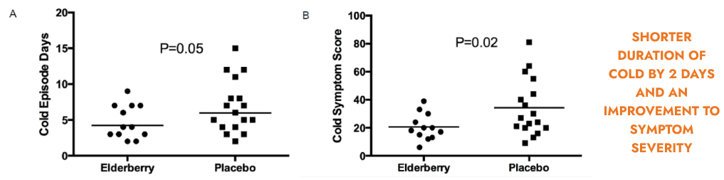 Elderberry scientific research for cold treatment